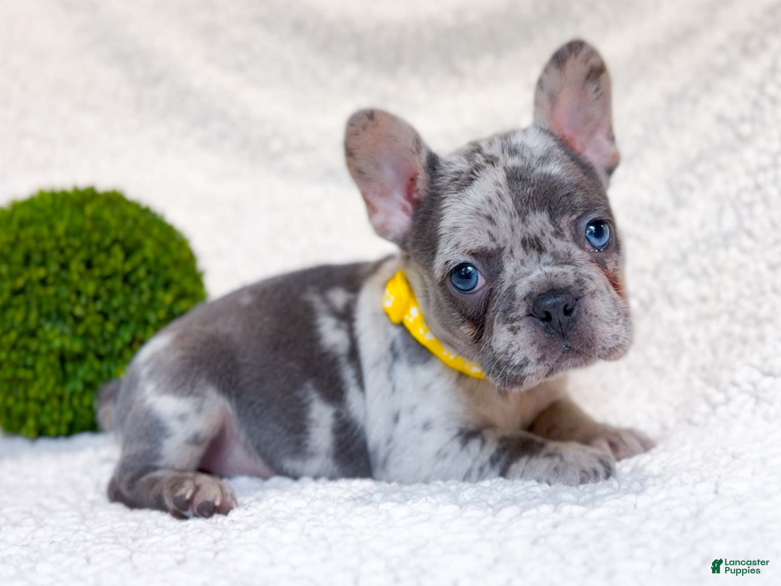 French Bulldog dogs Lemon Blue Merle Female Frenchie akc - Ad 2