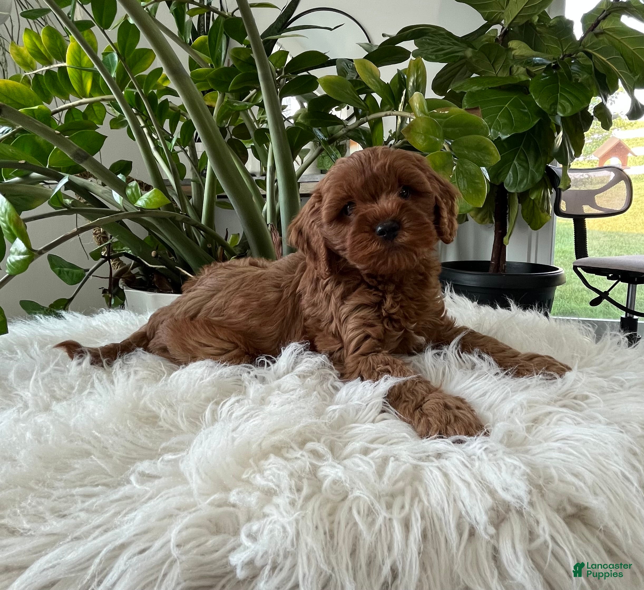 Cavapoo dogs Darcy  - Ad 2