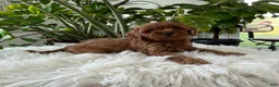 Cavapoo dogs for sale: Darcy  - Ad 2