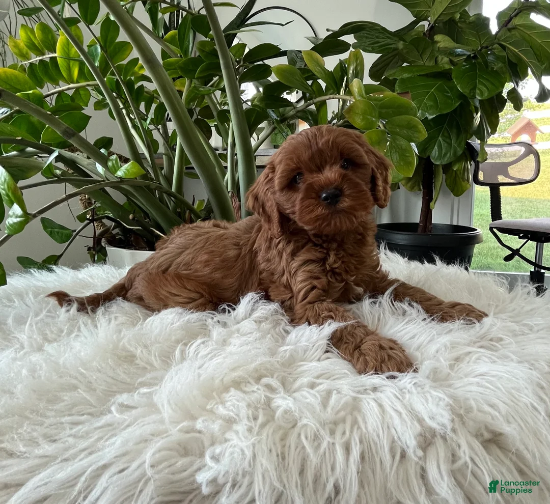 Cavapoo dogs for sale: Darcy  - Ad 2