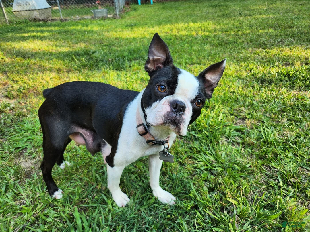 Boston Terrier dogs for sale: Peanut - Ad 2