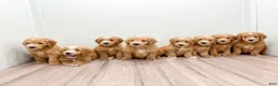Mini Goldendoodle dogs for sale: Liam - Ad 8
