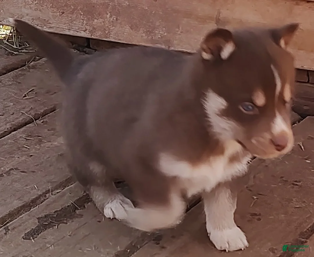 Siberian Husky dogs for sale: Siberian Husky Puppy 3 - Ad 8