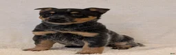 Australian Cattle Dog dogs for sale: Bella  - Ad 12