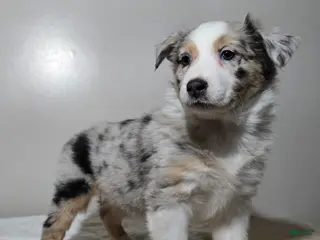 Australian Shepherd dogs Hazel - Ad 18