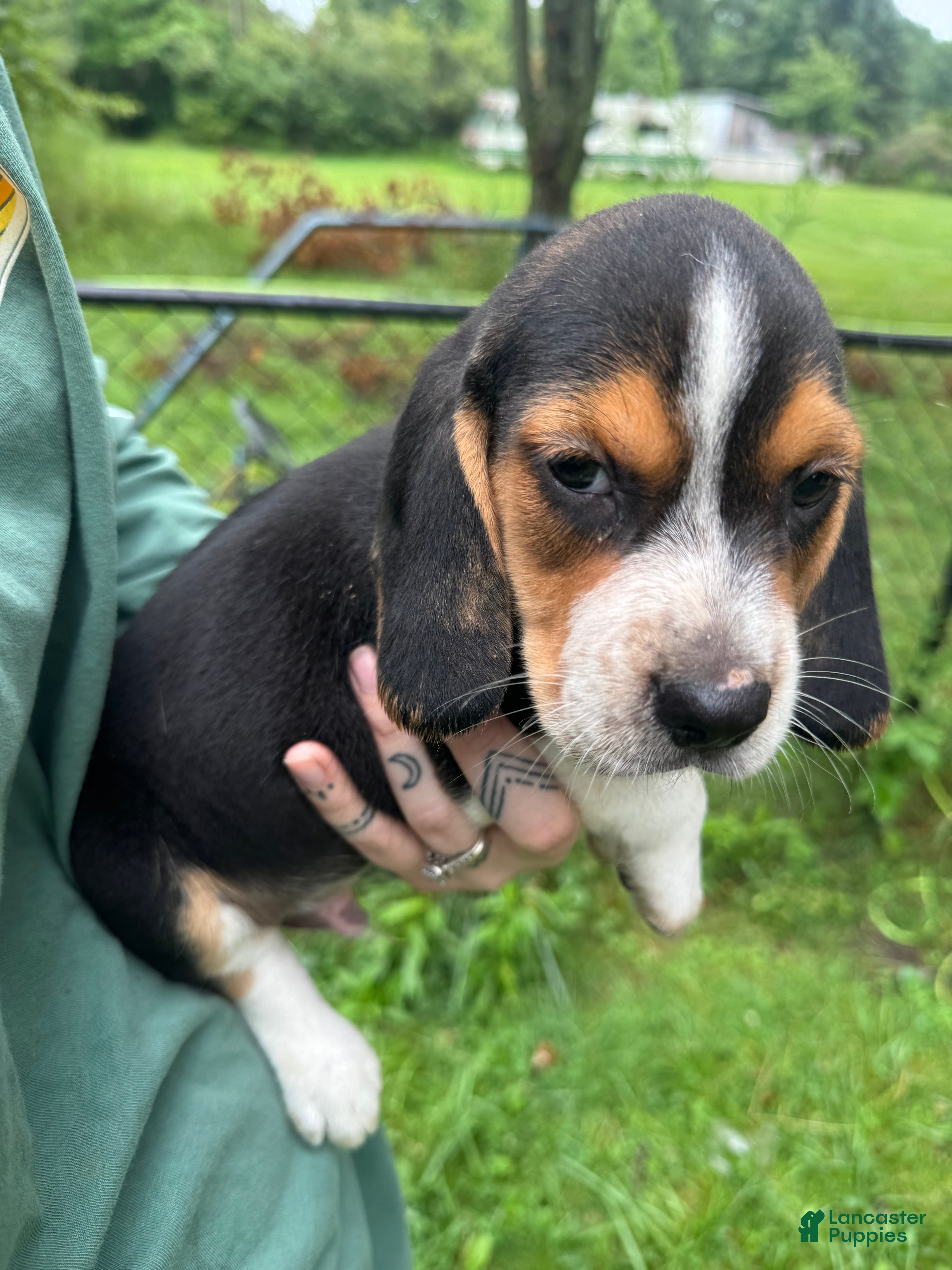Beagle dogs Colby - Ad 33