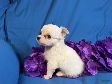 Chihuahua dogs Teacup Chihuahua 1 - Ad 2