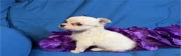 Chihuahua dogs for sale: Teacup Chihuahua 1 - Ad 2