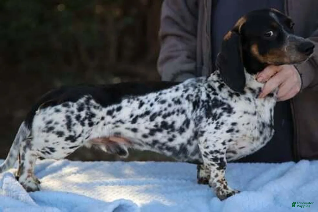 Dachshund dogs for sale: Black and Tan Brindle Smooth Female  - Ad 7