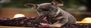 Mia French Bulldog 