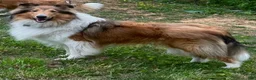 Collie dogs for sale: Jolene  - Ad 6