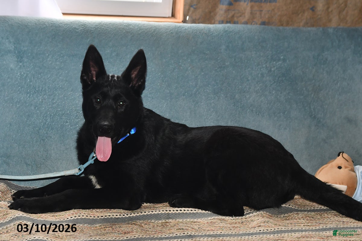 Belgian Malinois dogs Sarge - Ad 1