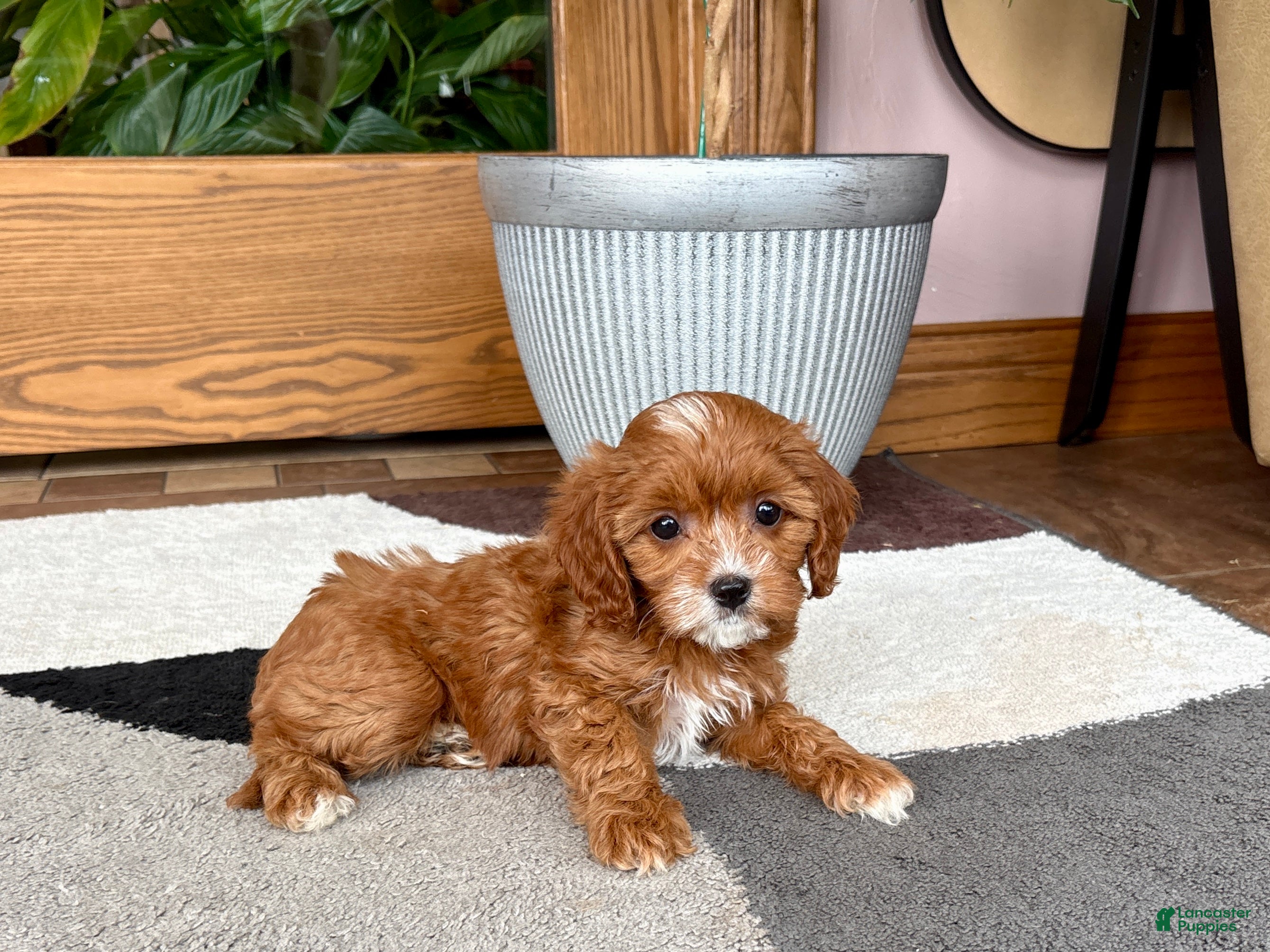 Cavapoo dogs Cavapoo female pup 2 - Ad 2