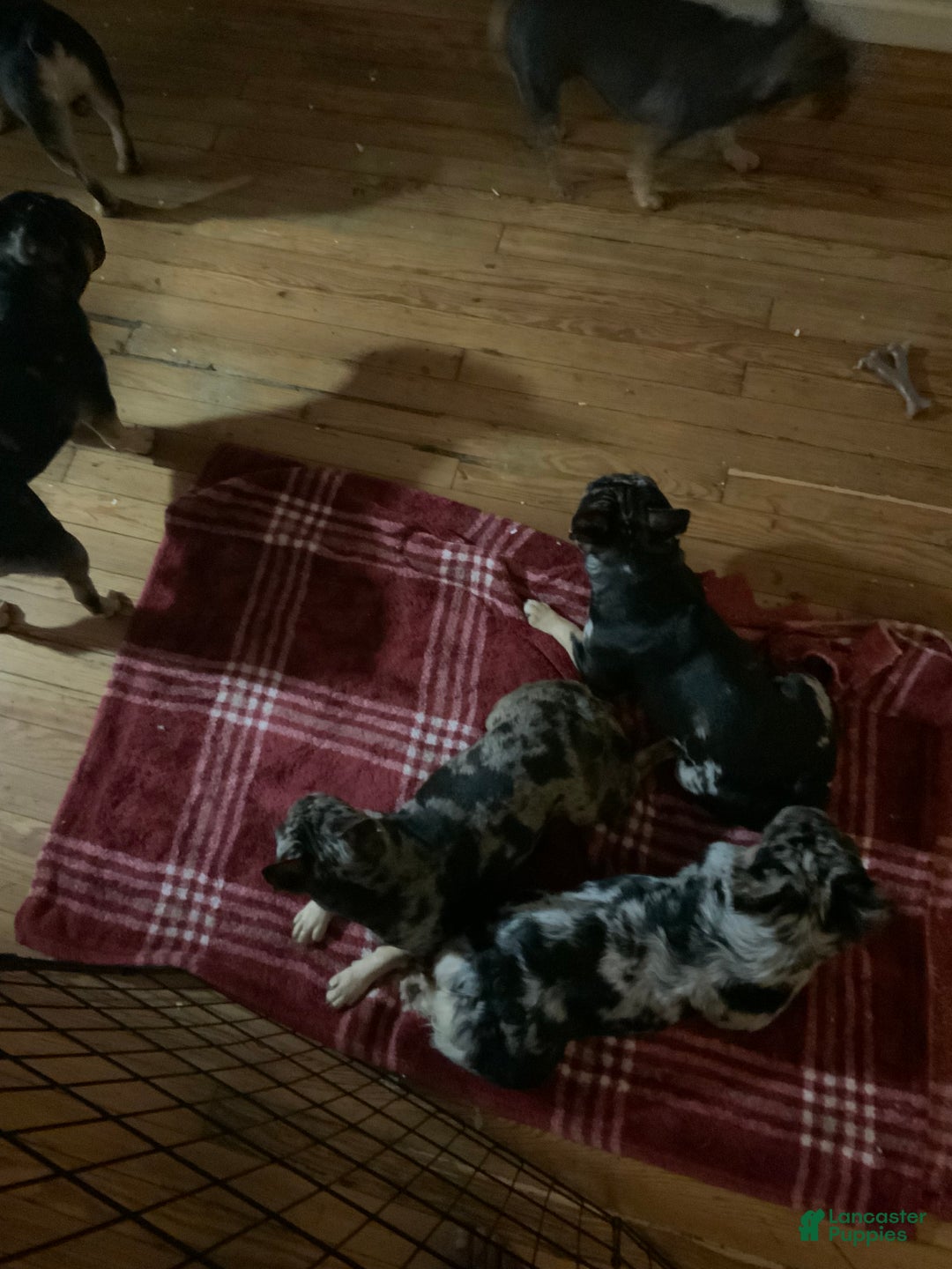 Gallery Image {{count}}