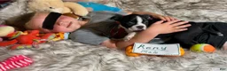 Boston Terrier dogs for sale:  Reny - Ad 3