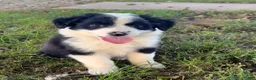 Australian Shepherd dogs for sale: Kali - Ad 3