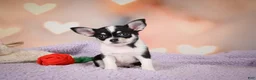 Chihuahua dogs for sale: MAPLE - Ad 3
