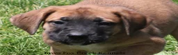Mixed Breed dogs for sale: Bonnie - Ad 4