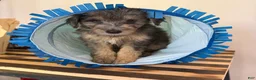 Mini Goldendoodle dogs for sale: MAGGIE  - Ad 6