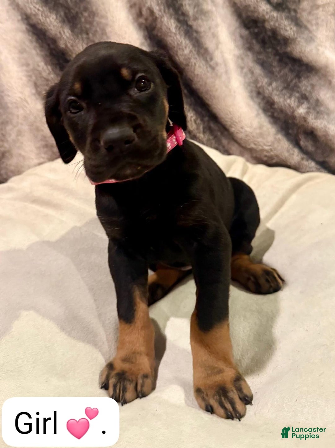 Mixed Breed dogs for sale: Fuchsia - Ad 1