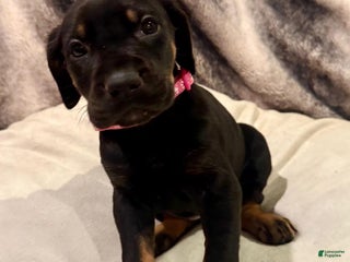 Mixed Breed dogs Fuchsia - Ad 33