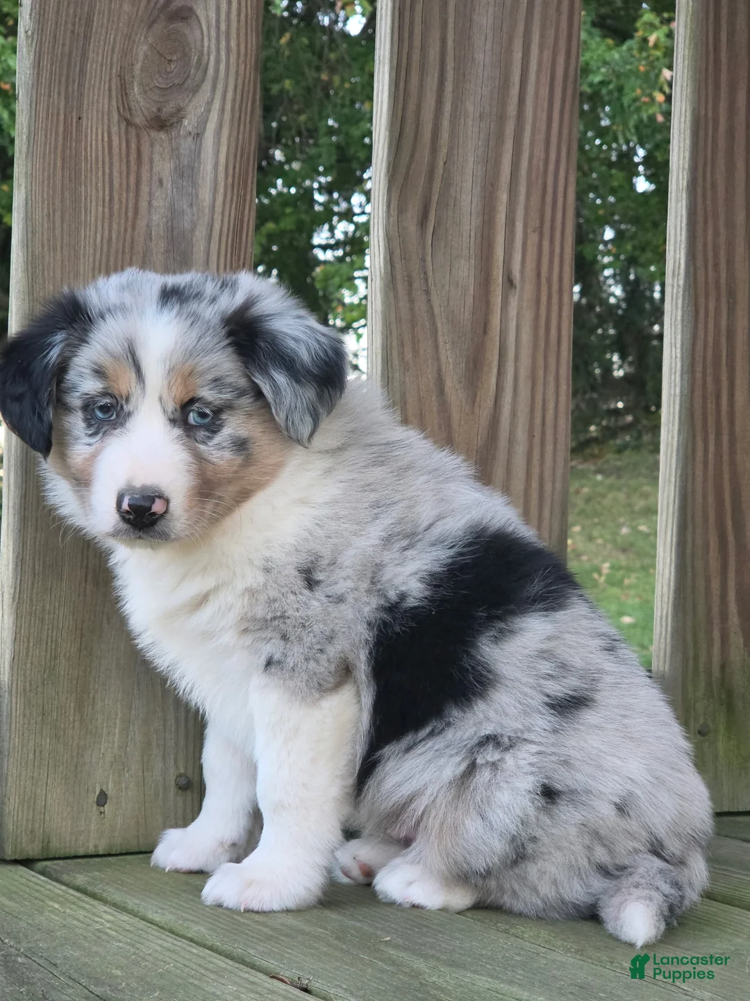 Australian Shepherd dogs for sale: Theo - Ad 6
