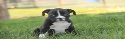 Boxer dogs for sale: Chloe - Ad 4