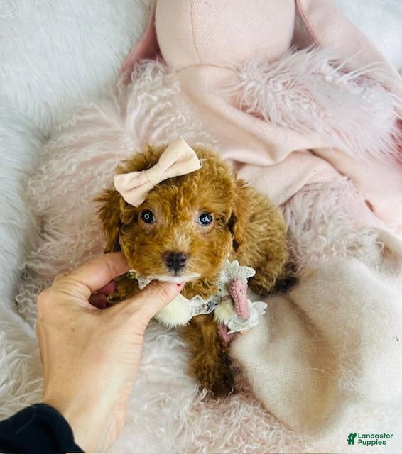 Miniature Poodle dogs Miniature Poodle Puppy 1 - Ad 2