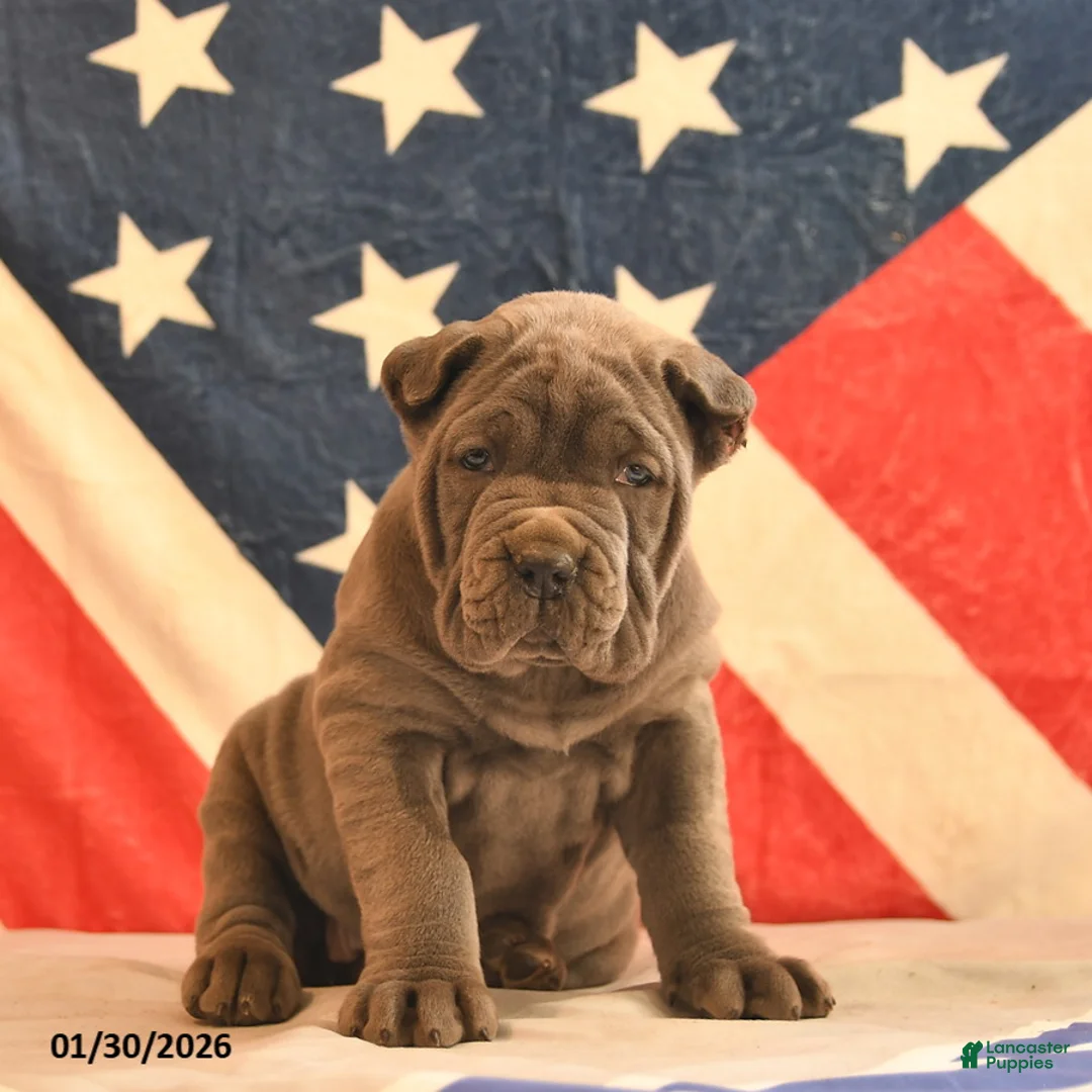 Cane Corso dogs for sale: Ivory - Ad 5