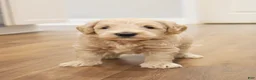 Goldendoodle dogs for sale: Taz - OFA & genetic parents - Ad 2