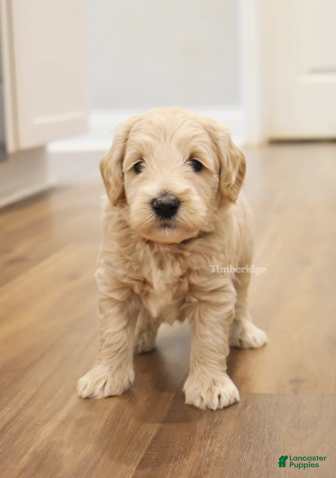 Goldendoodle dogs for sale: Taz - OFA & genetic parents - Ad 2