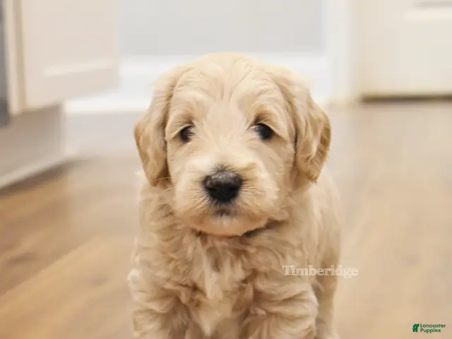 Goldendoodle dogs for sale: Taz - OFA & genetic parents - Ad 2
