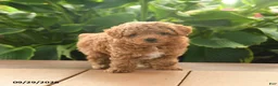 Toy Poodle dogs for sale: Finn - Ad 3