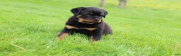 Rottweiler dogs for sale: Roxy - Ad 5