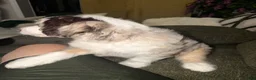 Aussiedoodle dogs for sale: Aussiedoodle 5 - Ad 4