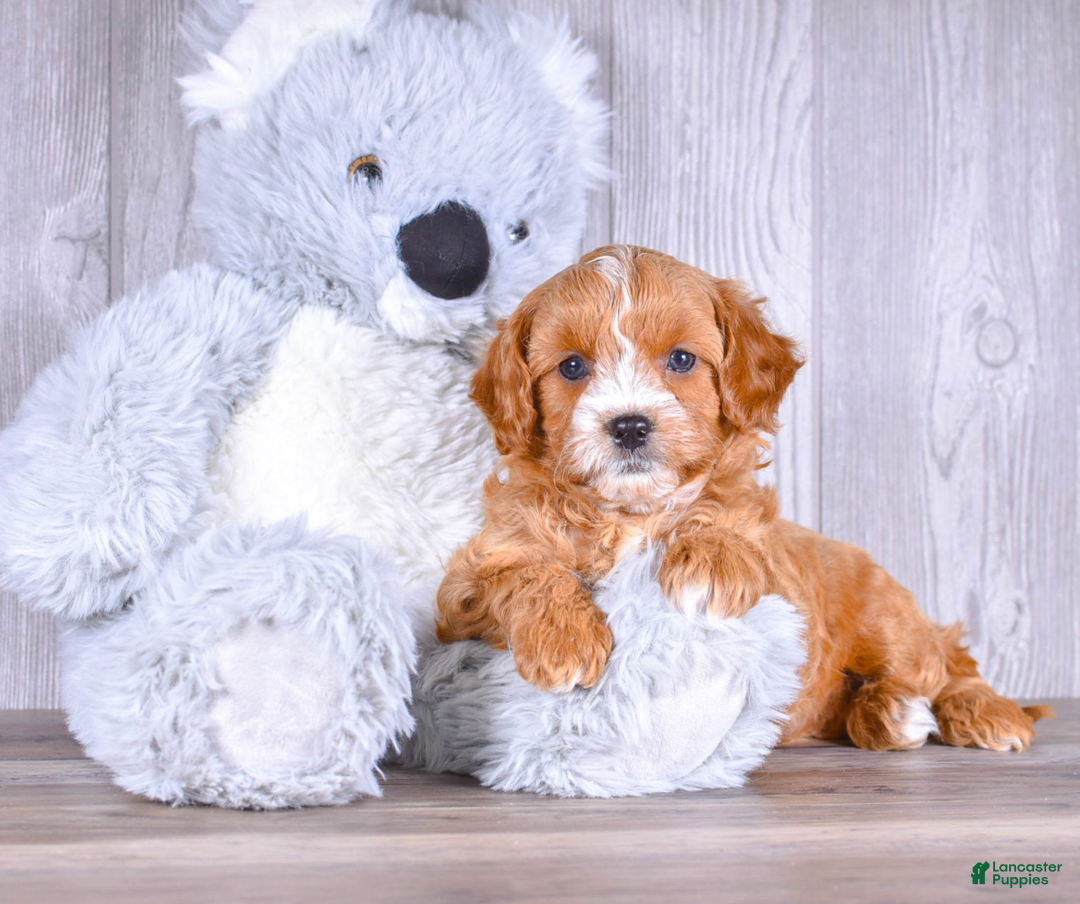 Cavapoo dogs for sale: Tommy - Ad 3
