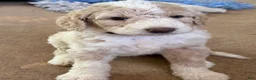 Aussiedoodle dogs for sale: Kirby - Ad 2