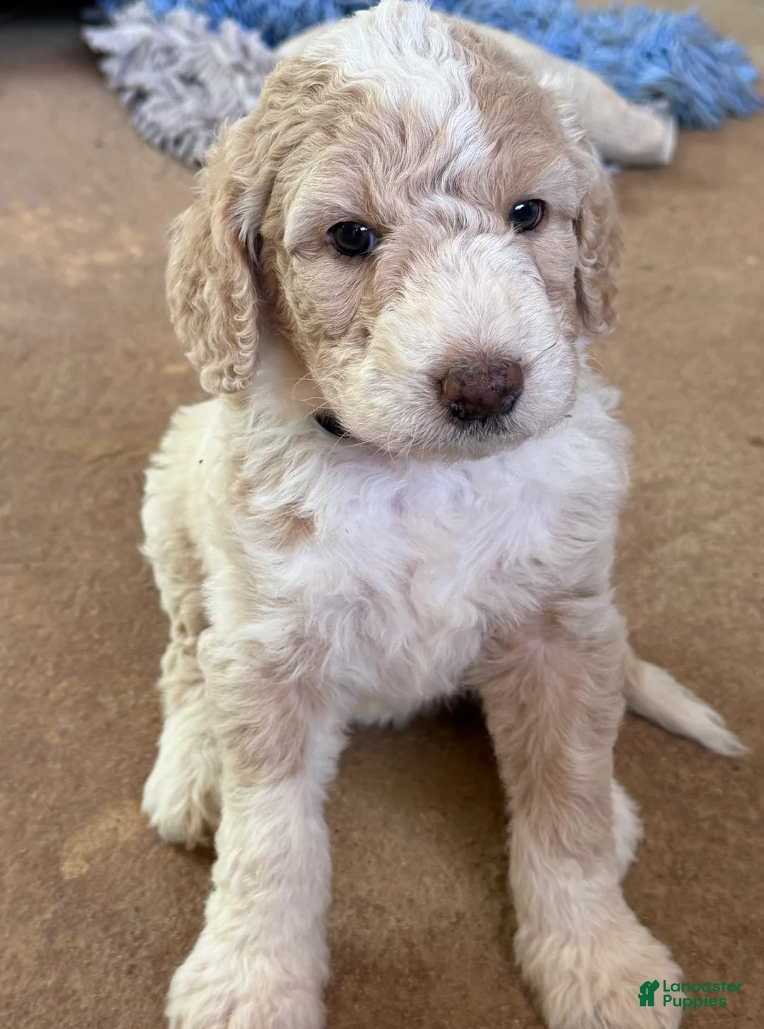 Aussiedoodle dogs for sale: Kirby - Ad 2