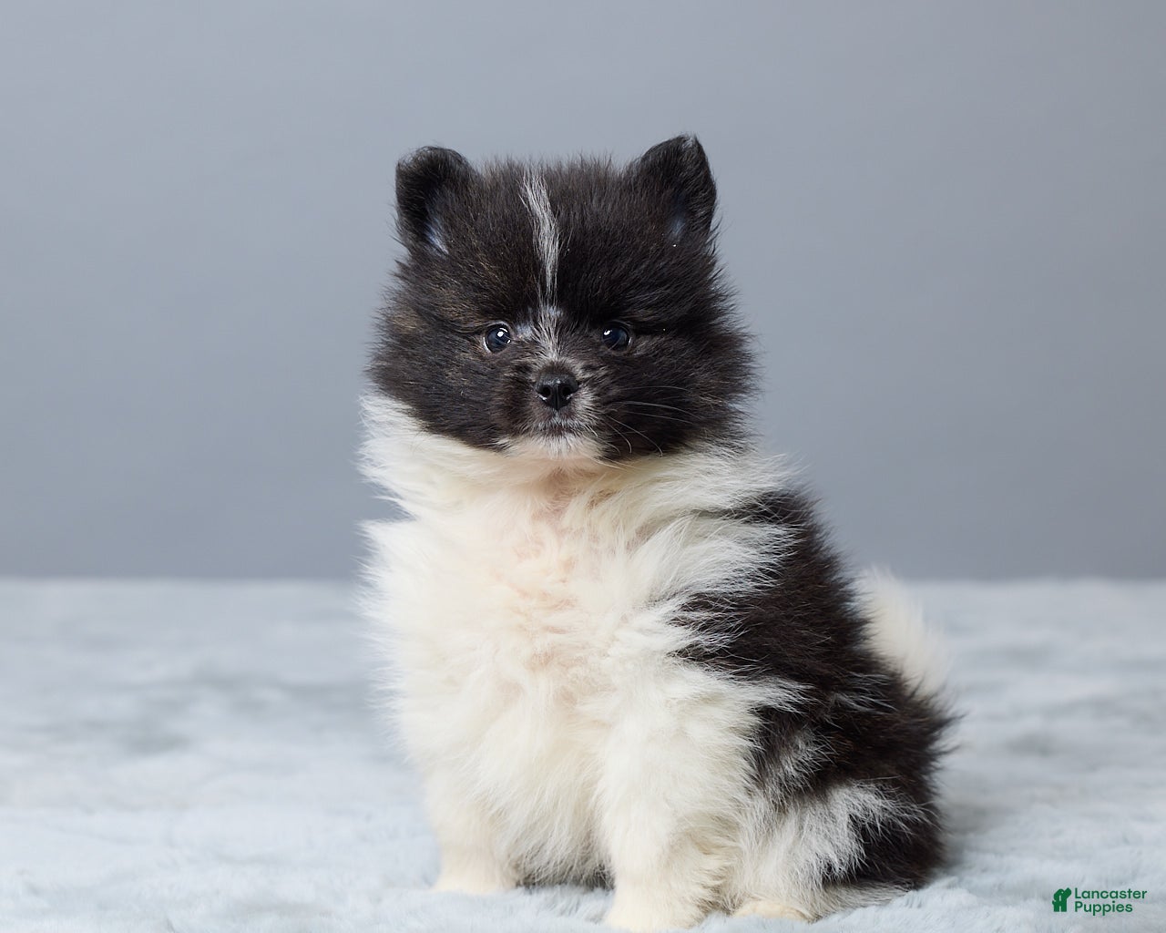 Pomeranian dogs Tamara - Ad 2