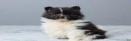 Pomeranian dogs for sale: Tamara - Ad 2