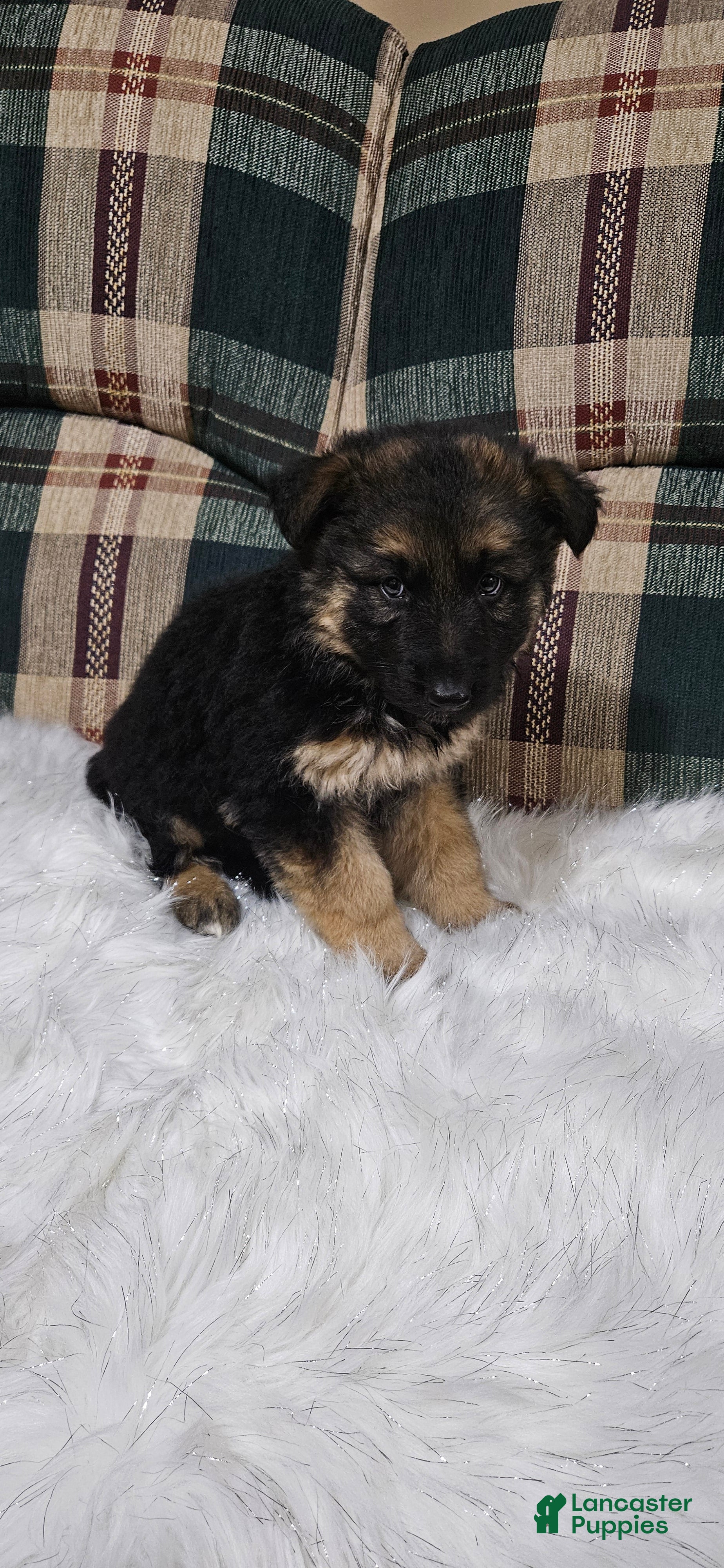 German Shepherd dogs Coco - Ad 9