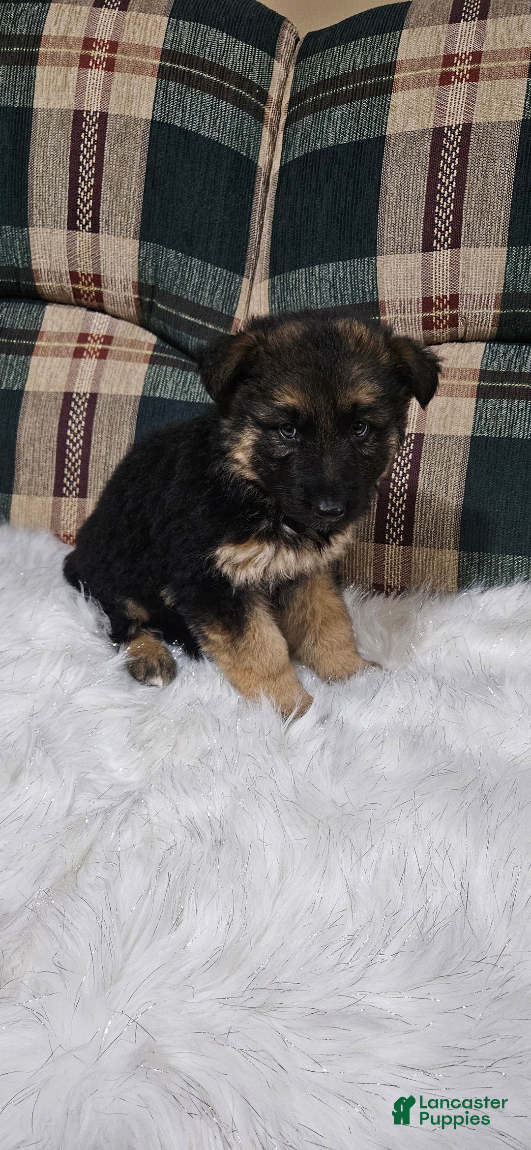 German Shepherd dogs for sale: Coco - Ad 1