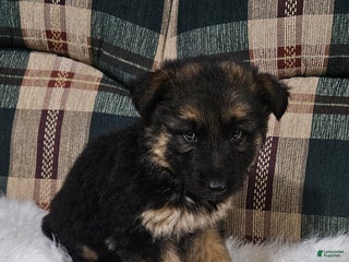 German Shepherd dogs Coco - Ad 11