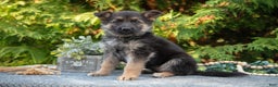 German Shepherd dogs for sale: Lillian - Ad 1