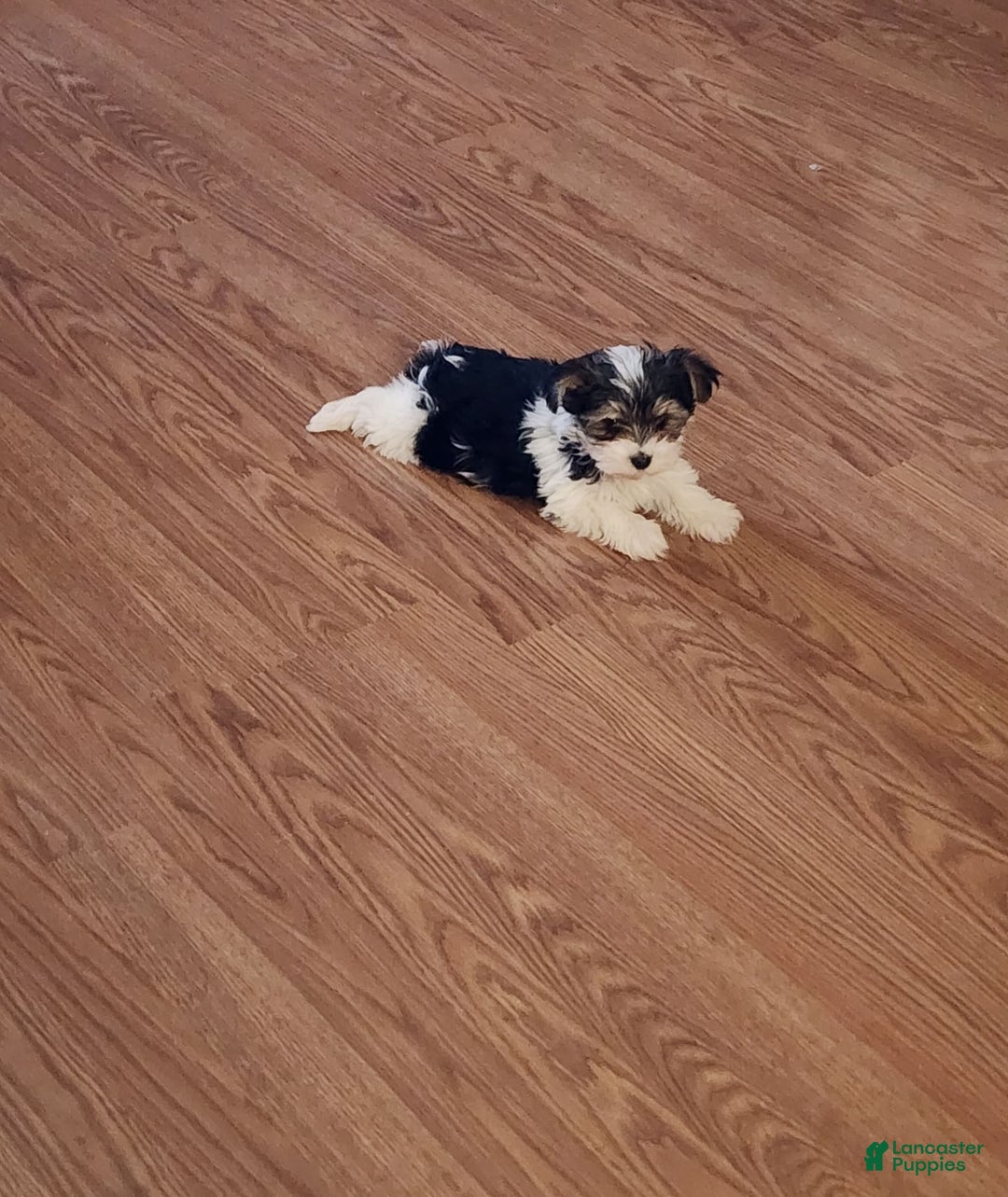 Gallery Image {{count}}