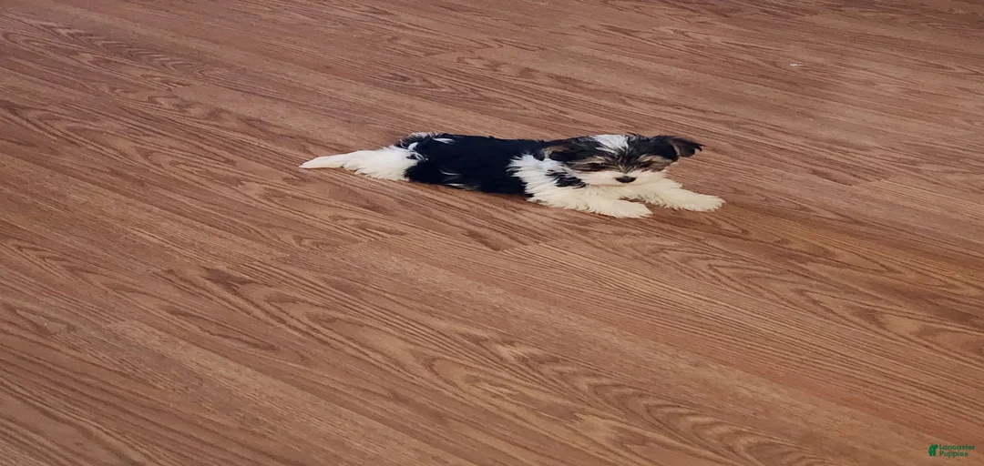 Gallery Image {{count}}