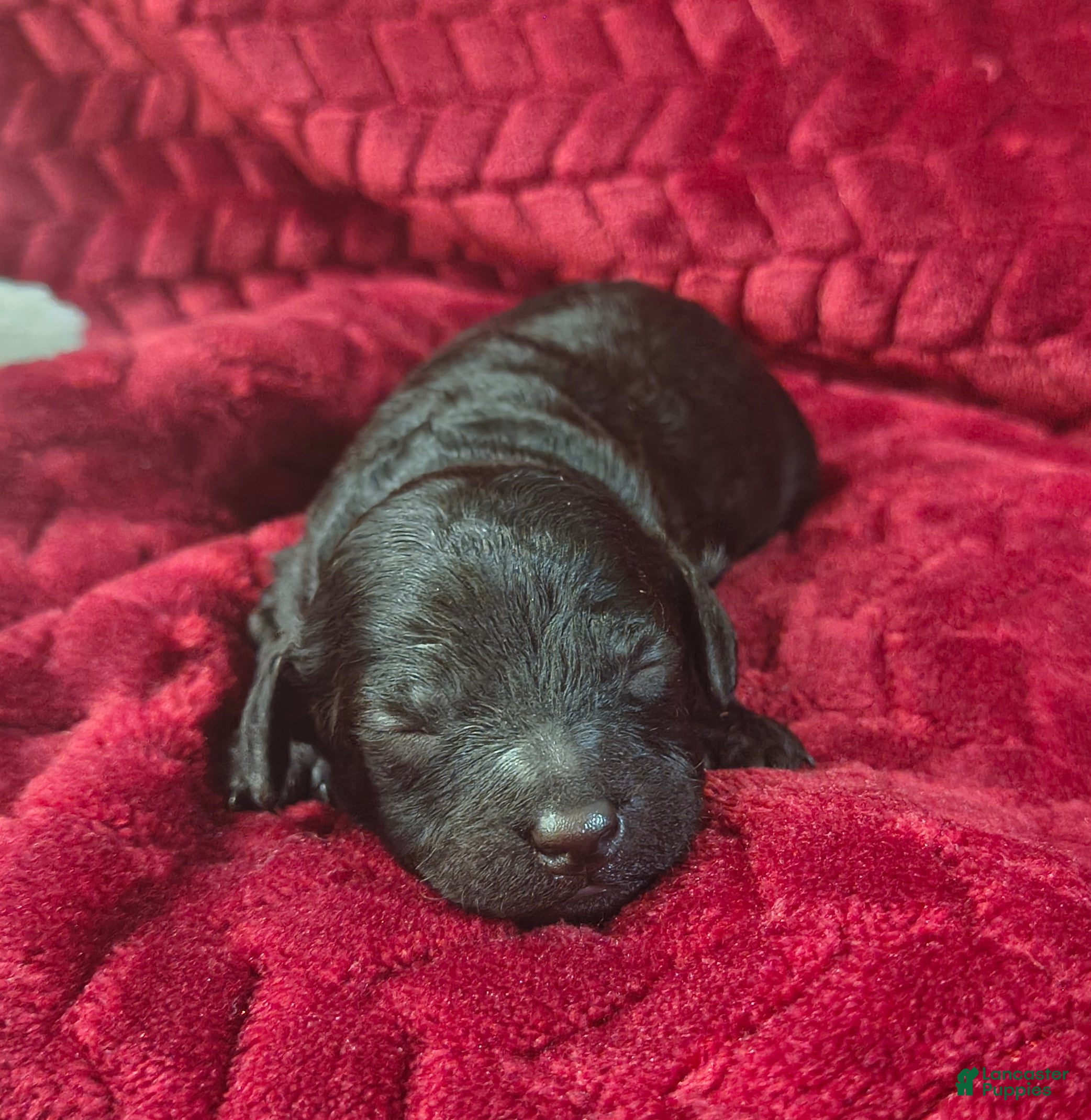 Mini Goldendoodle dogs Stormy - Ad 7