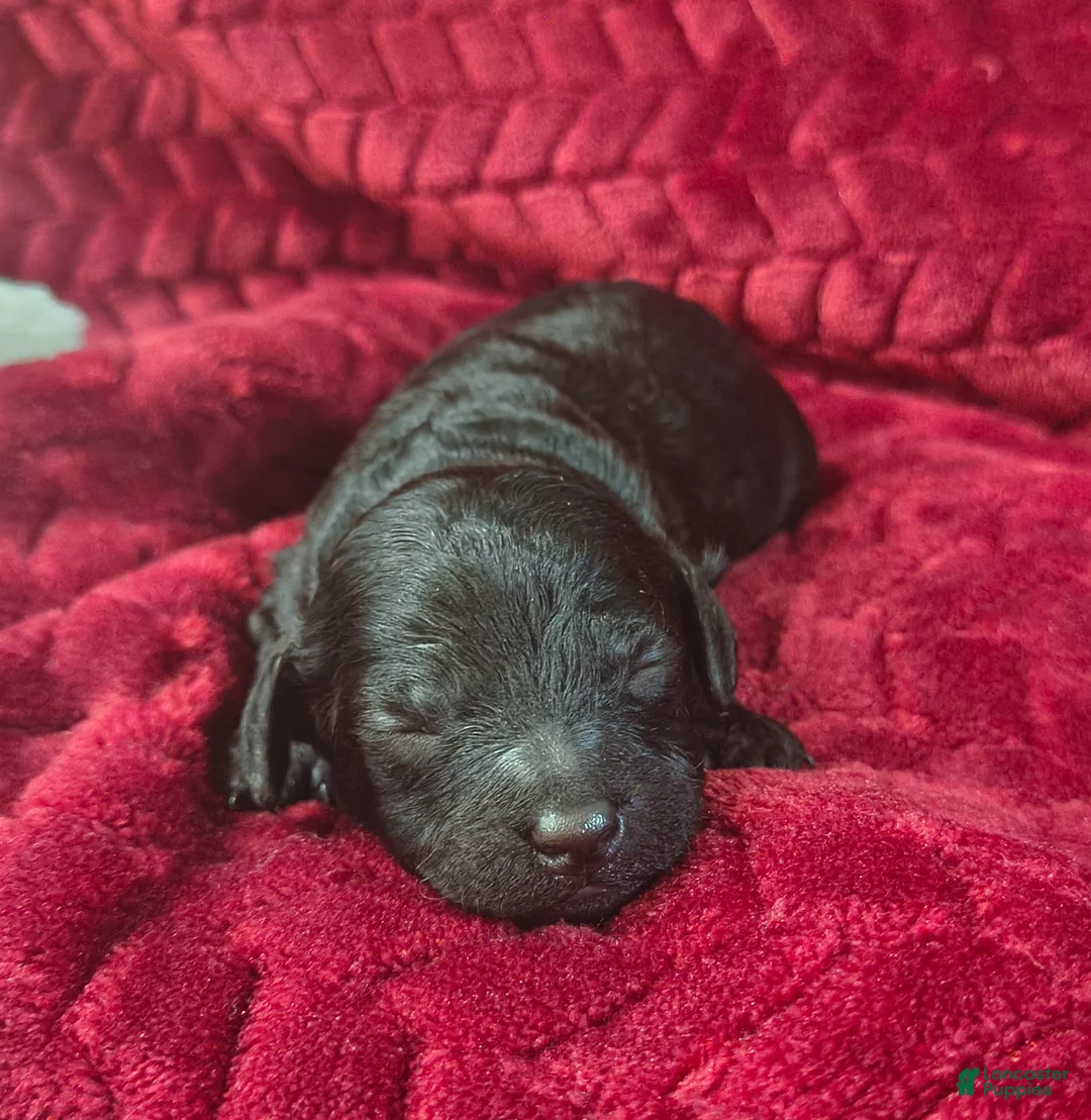 Mini Goldendoodle dogs for sale: Stormy - Ad 1