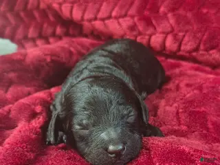 Mini Goldendoodle dogs Stormy - Ad 7