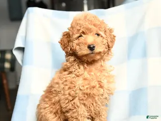 Toy Poodle dogs Champion - Ad 9